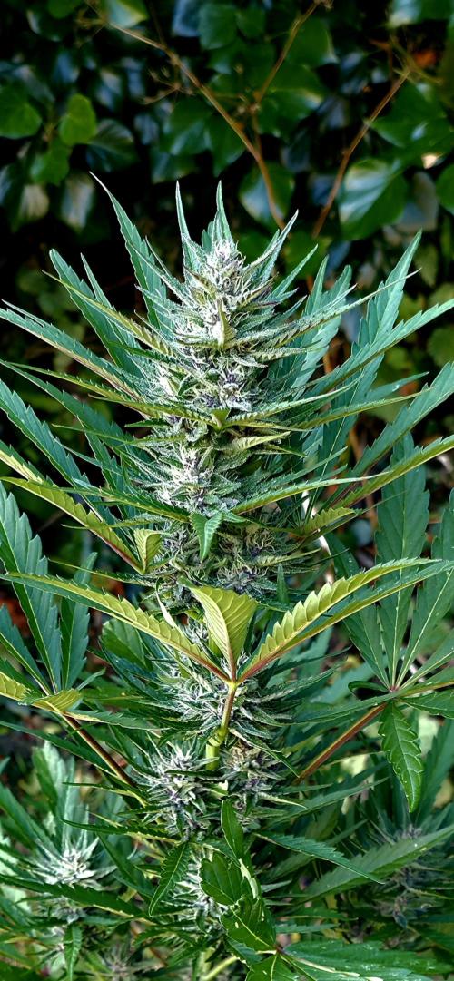 Sundae Worship 🙏. Week 10
