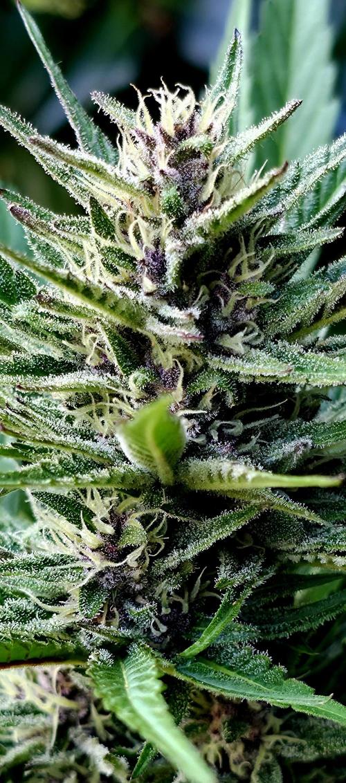Guava Sundae Auto. Week 10