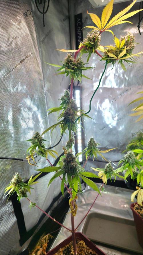 The Mexican Quarter. Week 13