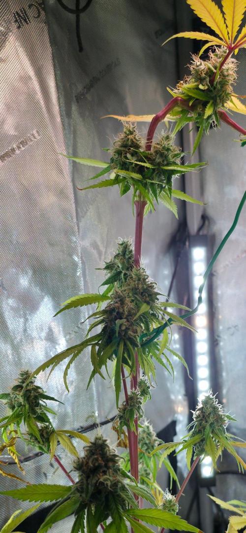 The Mexican Quarter. Week 13