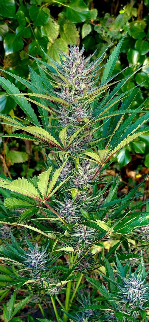 Sundae Worship 🙏. Week 11