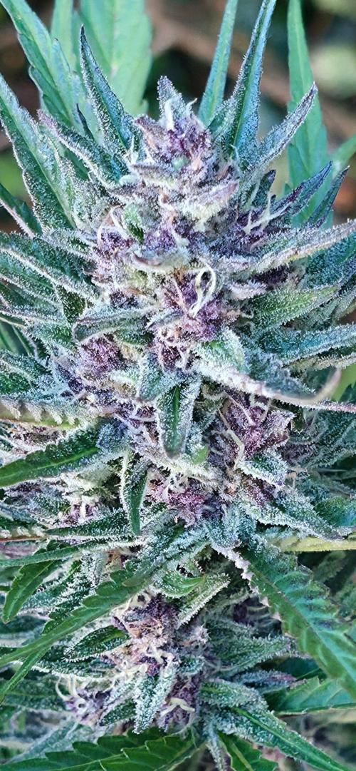 Sundae Worship 🙏. Week 11
