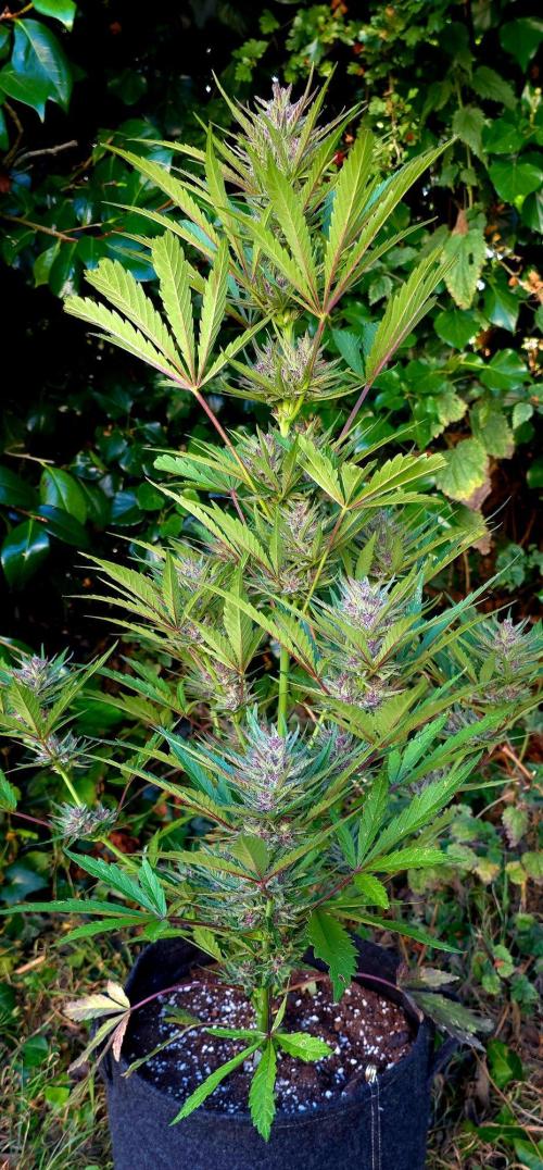 Sundae Worship 🙏. Week 11