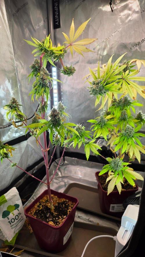 The Mexican Quarter. Week 14