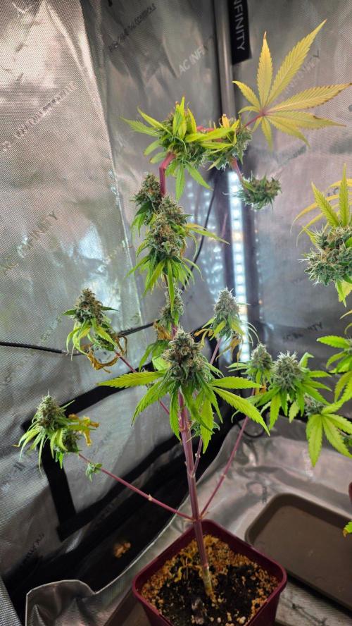 The Mexican Quarter. Week 14
