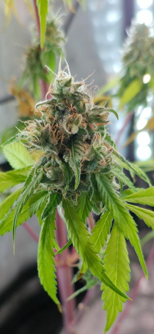 The Mexican Quarter. Week 14