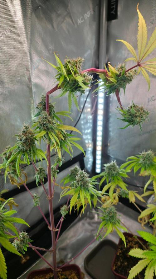 The Mexican Quarter. Week 14