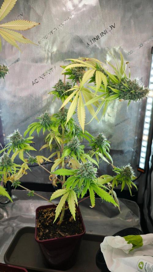 The Mexican Quarter. Week 14