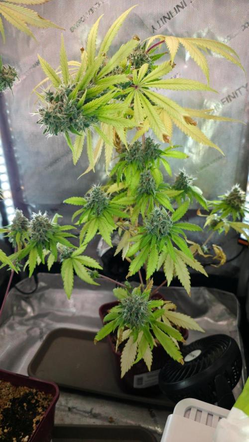 The Mexican Quarter. Week 14