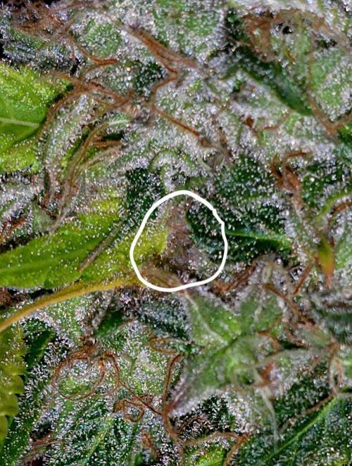 The Mexican Quarter. Week 14