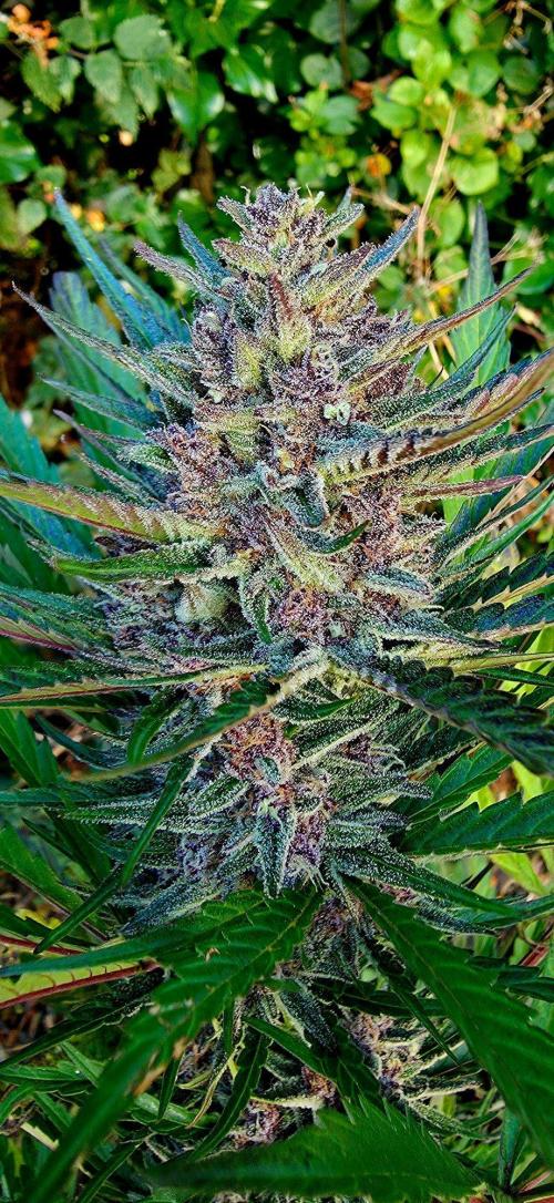Sundae Worship 🙏. Week 12
