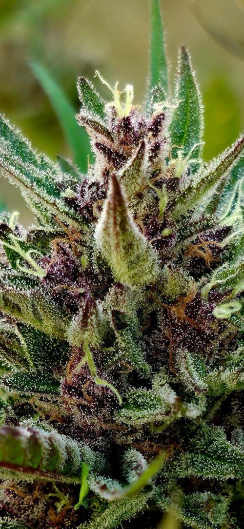 Guava Sundae Auto. Week 12