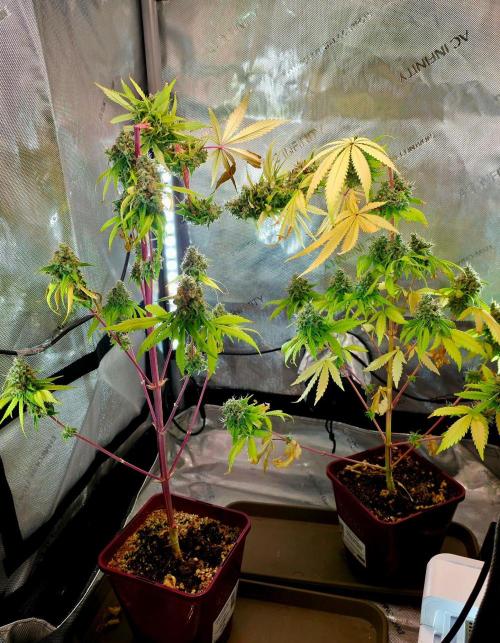 The Mexican Quarter. Week 15