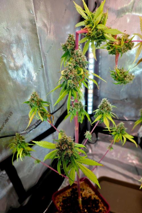 The Mexican Quarter. Week 15