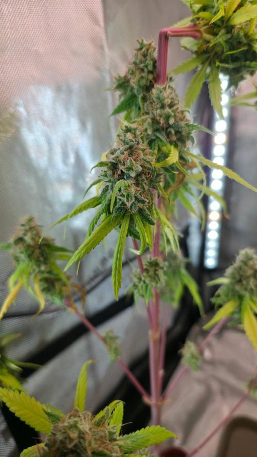 The Mexican Quarter. Week 15