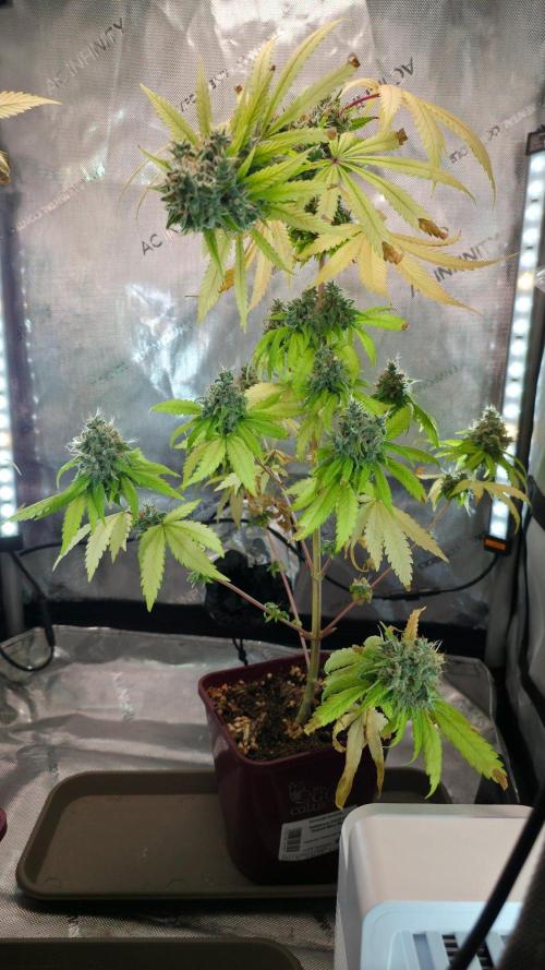 The Mexican Quarter. Week 15