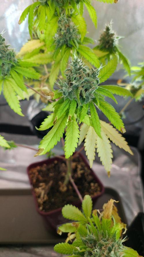 The Mexican Quarter. Week 15