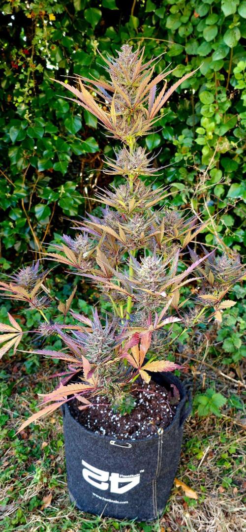 Sundae Worship 🙏. Week 13