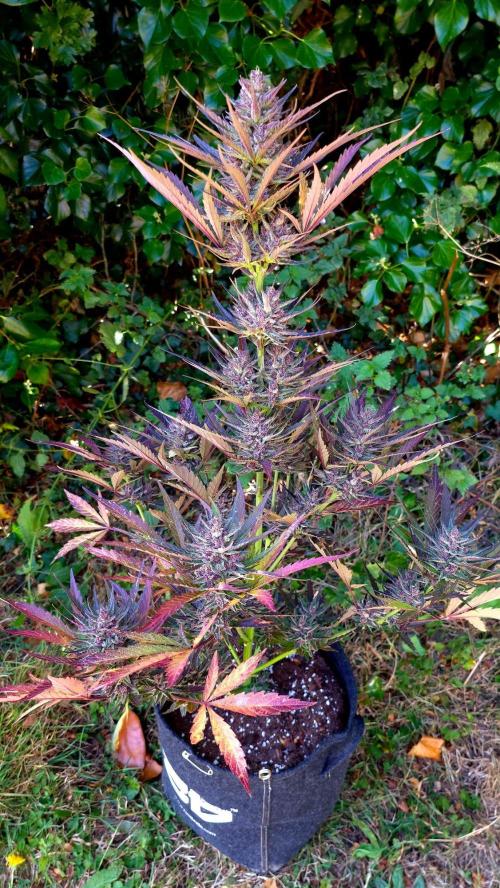 Sundae Worship 🙏. Week 13