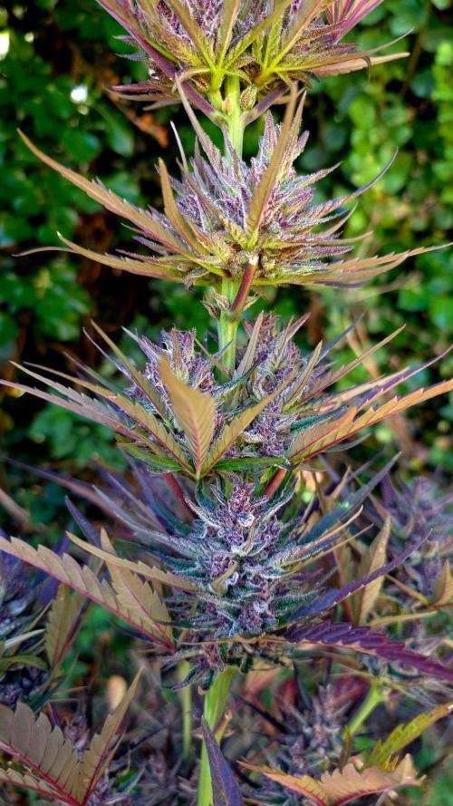 Sundae Worship 🙏. Week 13