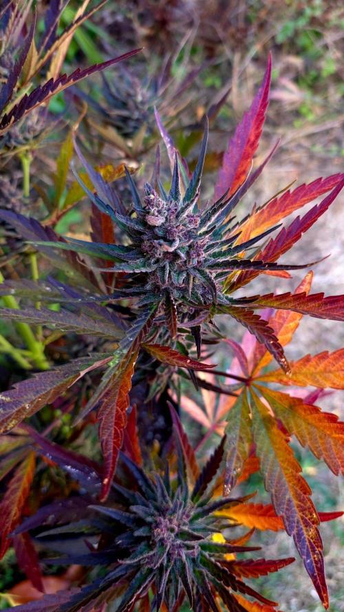 Sundae Worship 🙏. Week 13