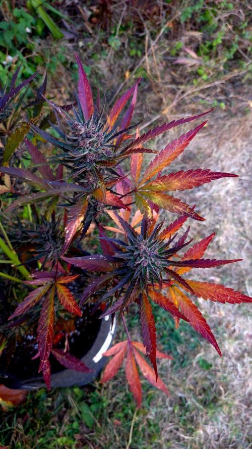 Sundae Worship 🙏. Week 13