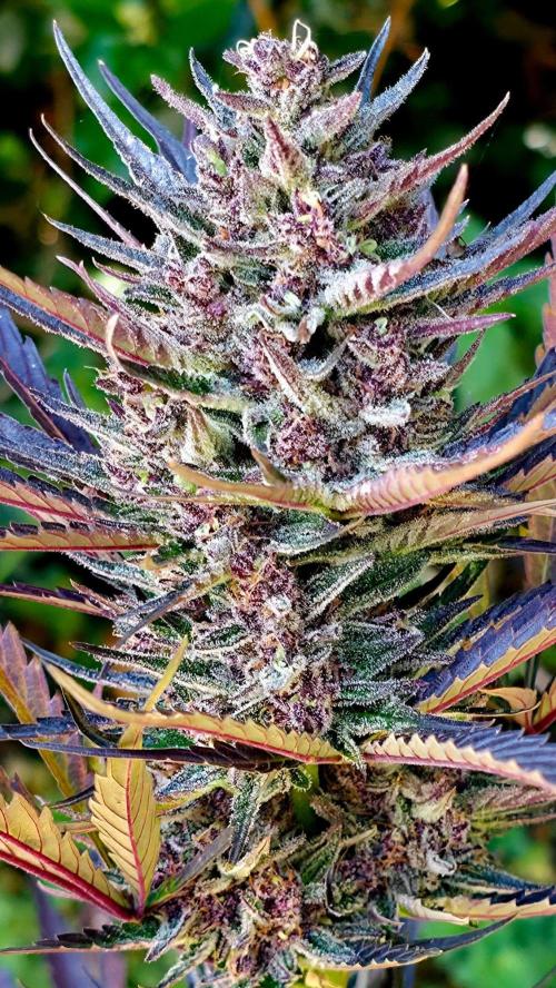 Sundae Worship 🙏. Week 13