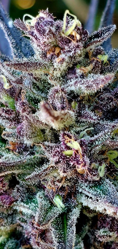 Sundae Worship 🙏. Week 13