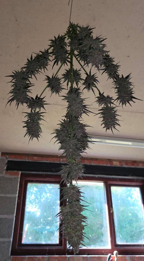 Sundae Worship 🙏. Week 13