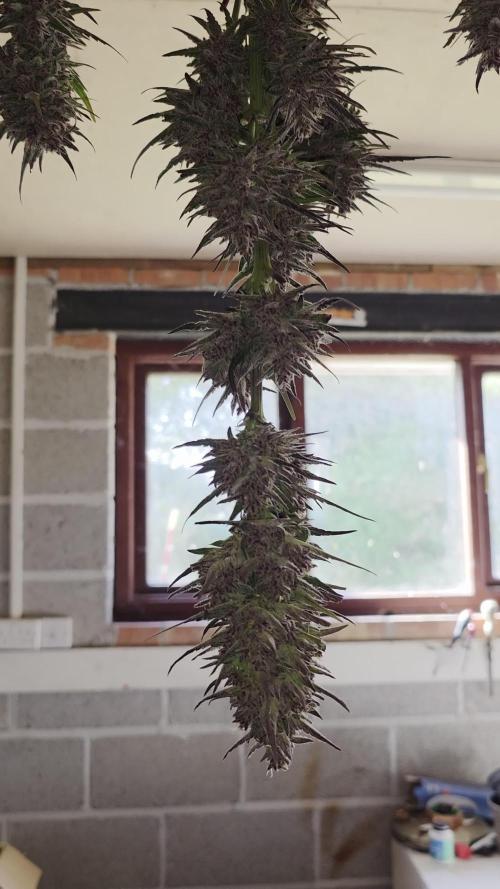 Guava Sundae Auto. Week 13