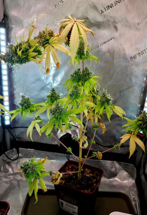 The Mexican Quarter. Week 16