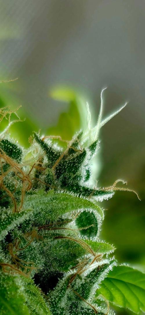 The Mexican Quarter. Week 16