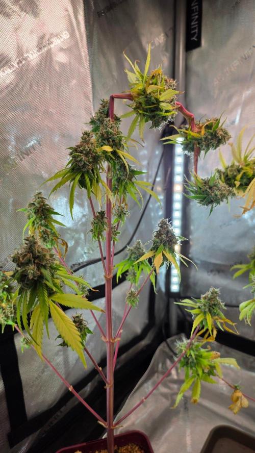 The Mexican Quarter. Week 16