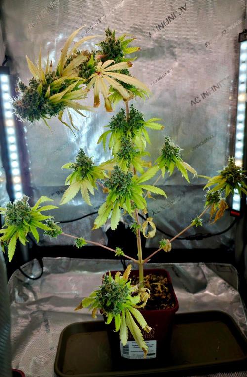The Mexican Quarter. Week 17