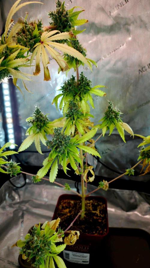 The Mexican Quarter. Week 17