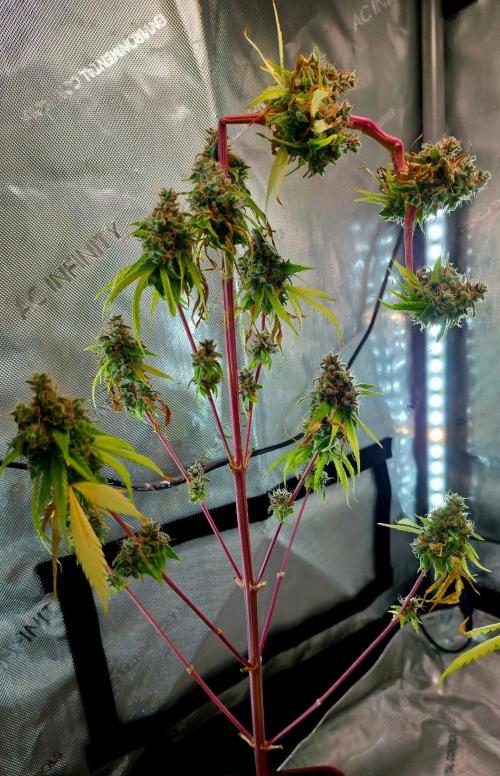 The Mexican Quarter. Week 17