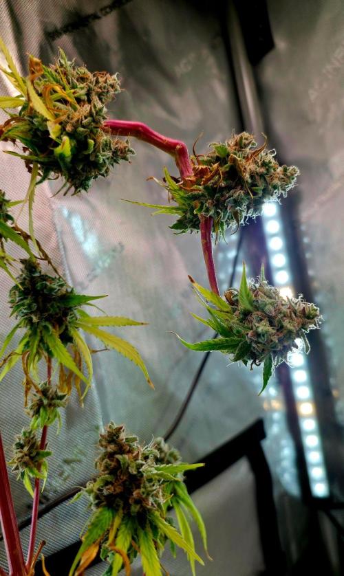 The Mexican Quarter. Week 17