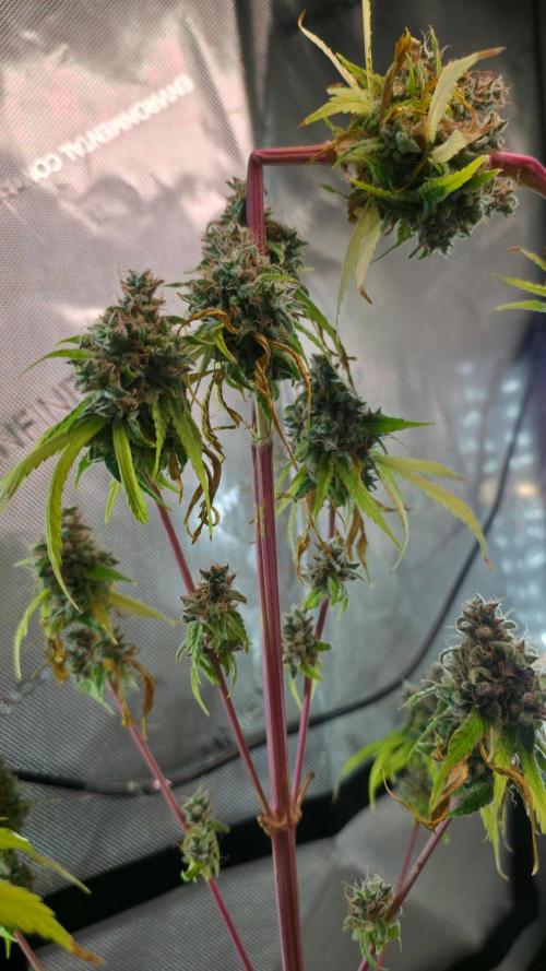 The Mexican Quarter. Week 17