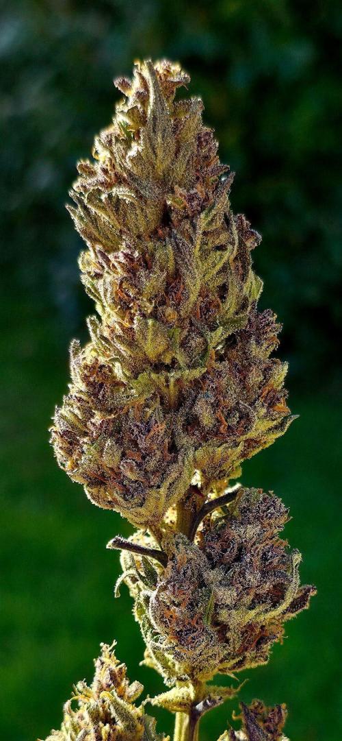 Sundae Worship 🙏. Week 13