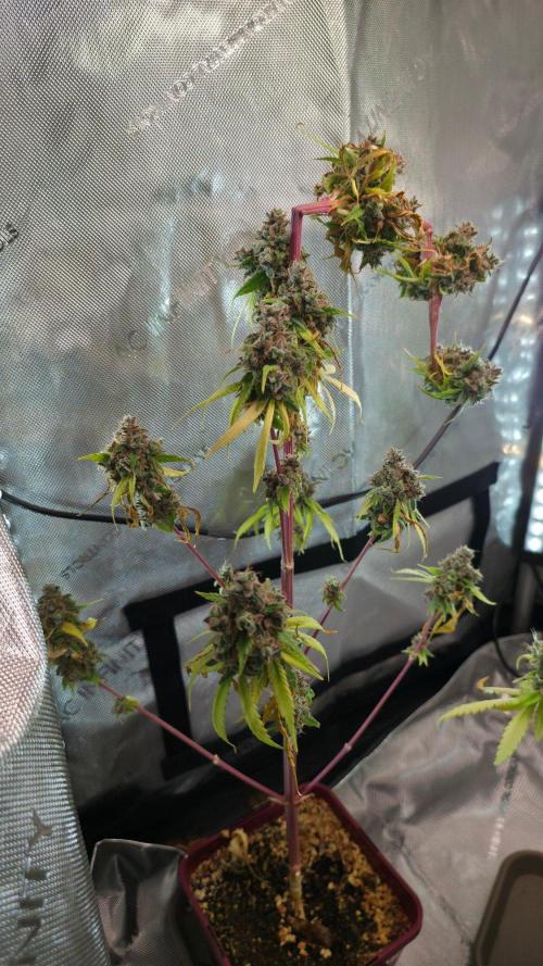 The Mexican Quarter. Week 18