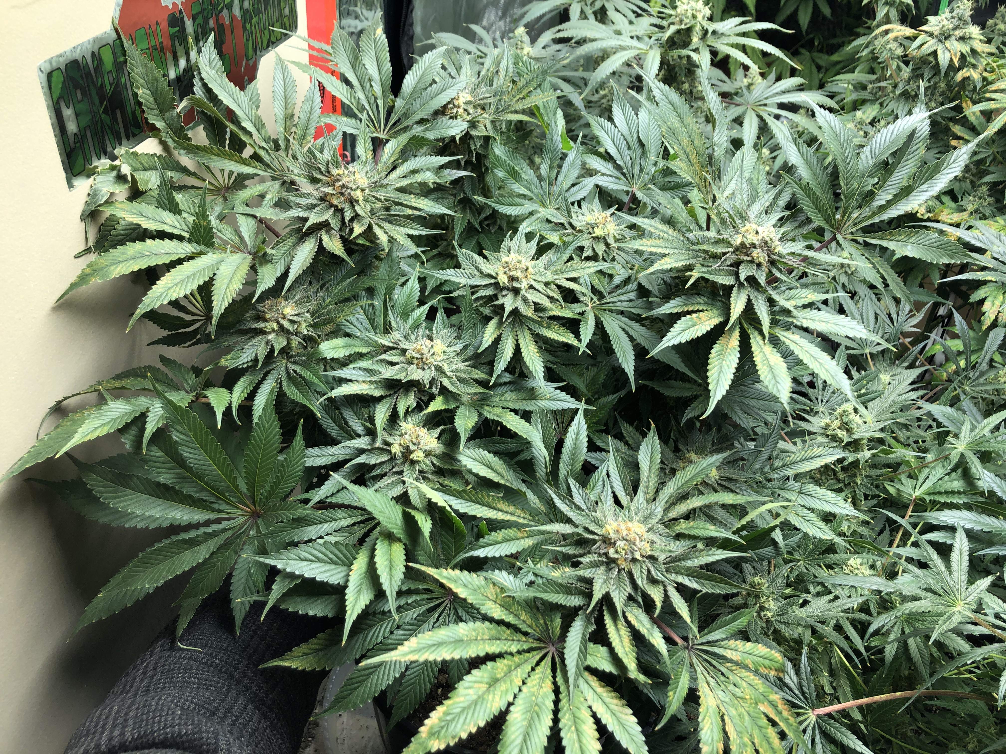 Short Stuff Auto Purple Gorilla, G13 Labs Strawberry Eclair, Dinafem