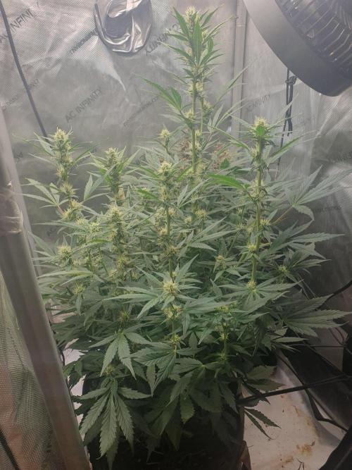 Mystery Box Autos on Living Soil. Week 8