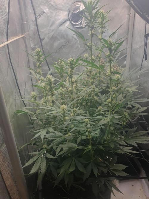 Mystery Box Autos on Living Soil. Week 8