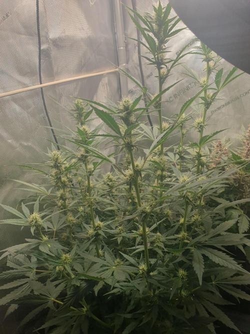 Mystery Box Autos on Living Soil. Week 8