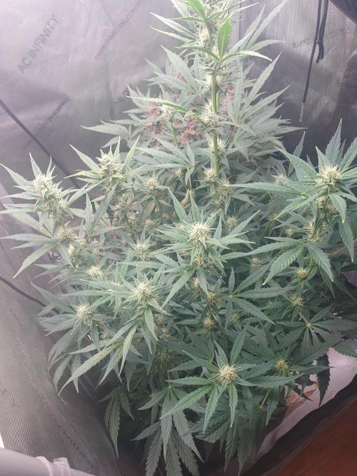 Mystery Box Autos on Living Soil. Week 8