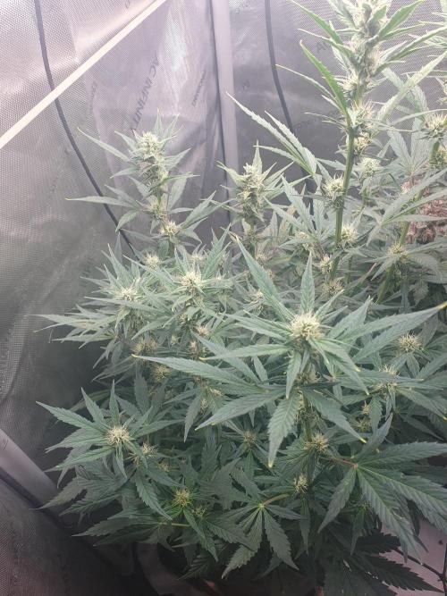 Mystery Box Autos on Living Soil. Week 8