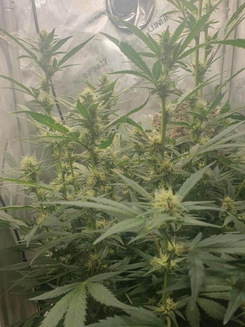 Mystery Box Autos on Living Soil. Week 8