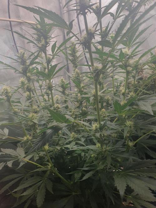 Mystery Box Autos on Living Soil. Week 8