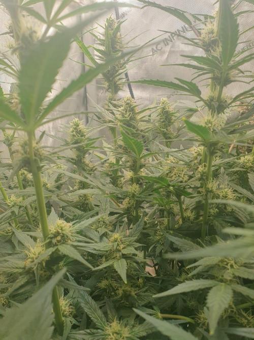 Mystery Box Autos on Living Soil. Week 8