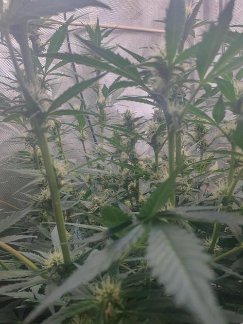 Mystery Box Autos on Living Soil. Week 8